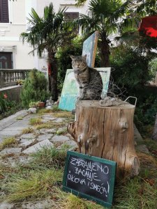 IMG 20190709 171558 BURST001 COVER (1)